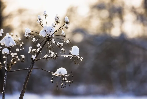 Herakleum-Brassen-Raureif-Winter — Stockfoto