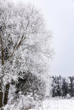 manzara orman kışın soğuk