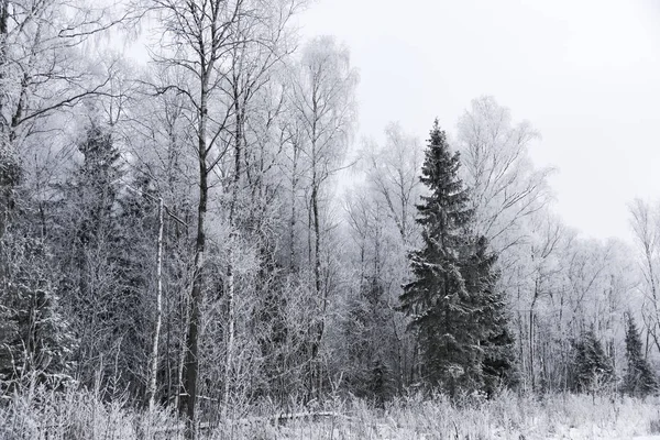 Paesaggio foresta gelida in inverno — Foto Stock