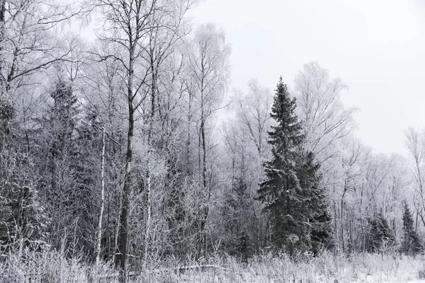 Floresta paisagem gelada no inverno — Fotografia de Stock