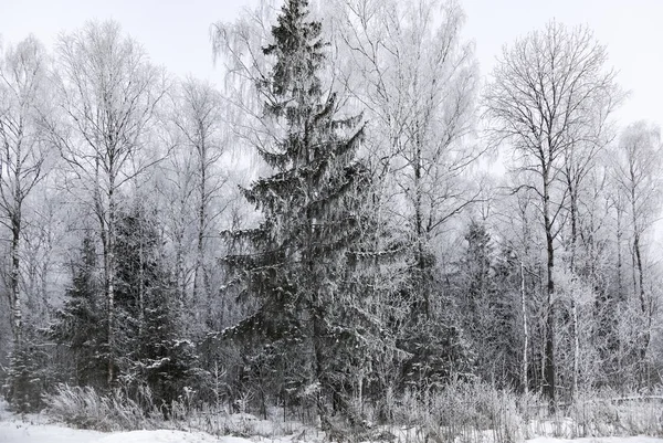 Krajobraz las mroźny zimą — Zdjęcie stockowe