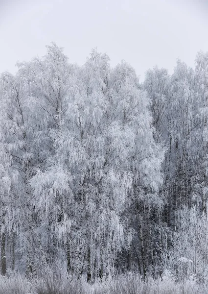 Ландшафтные леса зимой — стоковое фото