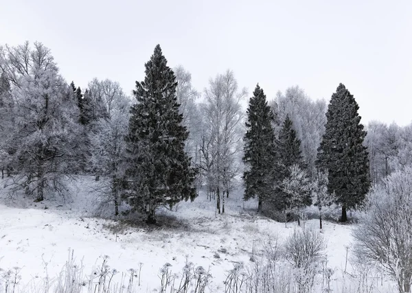 Landscape forest frosty in winter — Stock Photo, Image