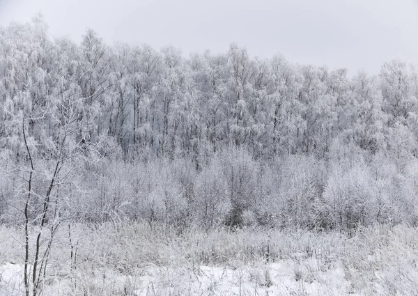 Paesaggio foresta gelida in inverno — Foto Stock