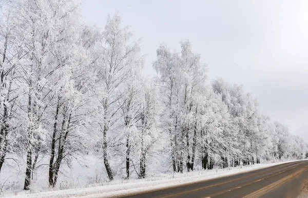 Ormanda kış yol — Stok fotoğraf