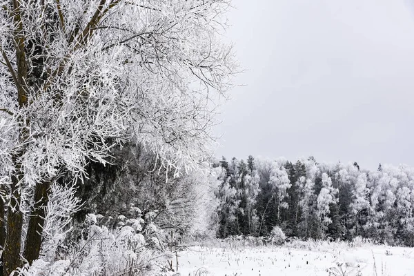 Manzara orman kışın soğuk — Stok fotoğraf
