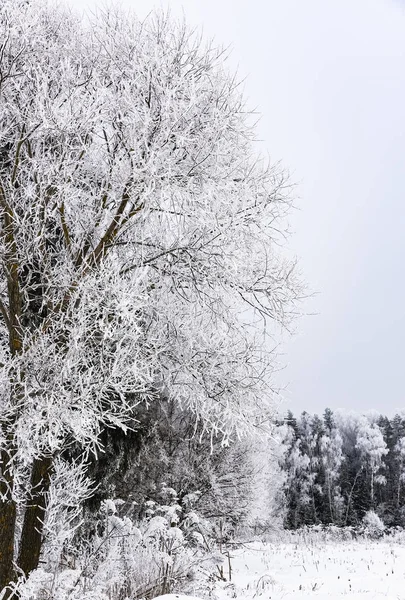 Landscape forest frosty in winter — Stock Photo, Image