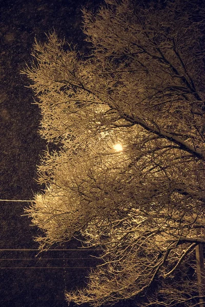 Fener gece kar ağaç — Stok fotoğraf