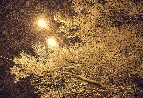 Laterne Nacht Schnee Baum — Stockfoto