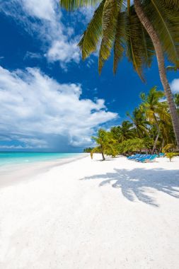 Palm okyanus gökyüzü