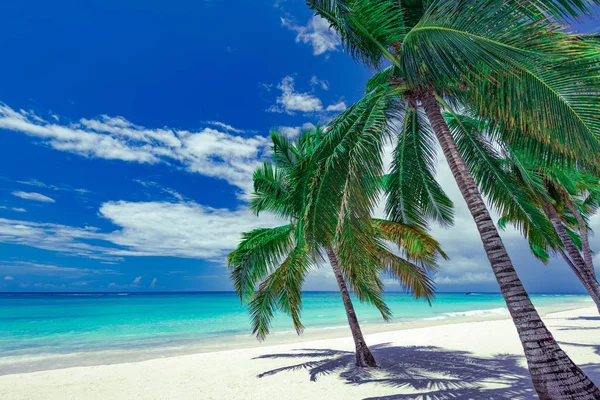 Palm ωκεανό ουρανό — Φωτογραφία Αρχείου