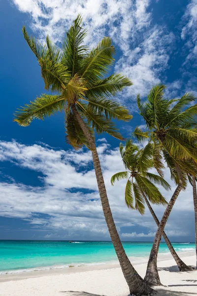 Palm okyanus gökyüzü — Stok fotoğraf