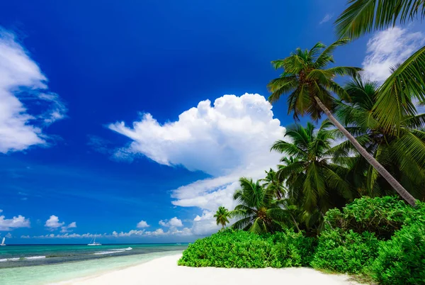 Cielo del océano de palma — Foto de Stock