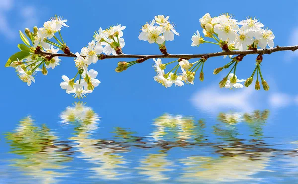 Apple tree branch with flowers over the water — Stock Photo, Image