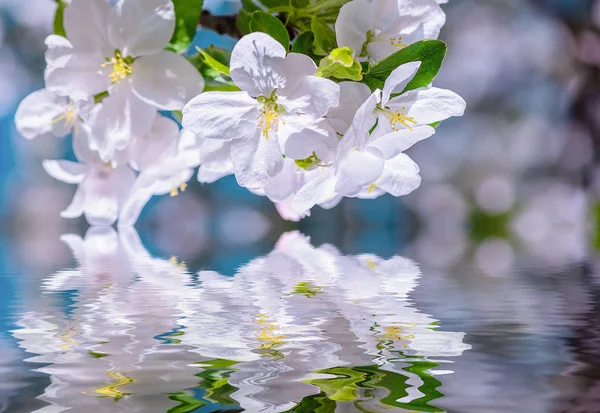 Ramo de macieira com flores sobre a água — Fotografia de Stock
