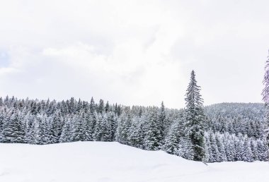 Kışın iğne yapraklı orman