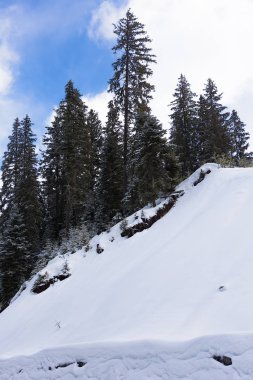 Kışın iğne yapraklı orman