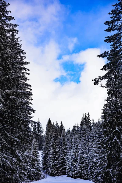 Floresta de coníferas no inverno — Fotografia de Stock