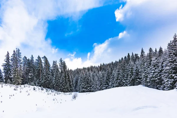 Tűlevelű erdő télen — Stock Fotó