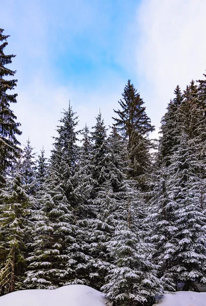 Floresta de coníferas no inverno — Fotografia de Stock