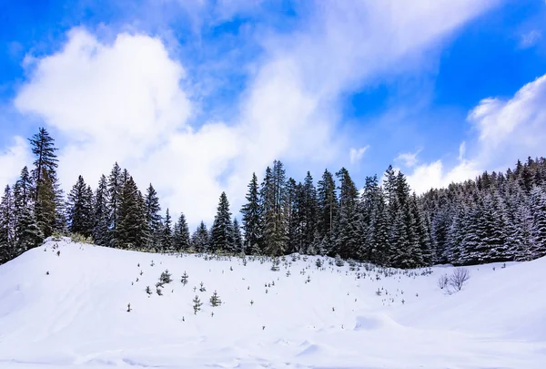 Хвойний ліс взимку — стокове фото