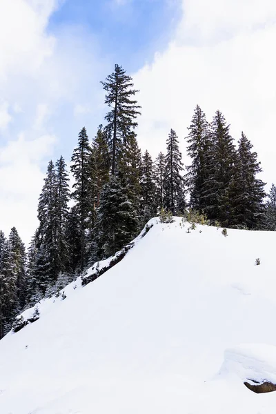 Floresta de coníferas no inverno — Fotografia de Stock