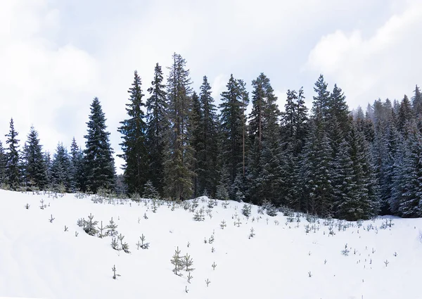 Barrskogen på vintern — Stockfoto
