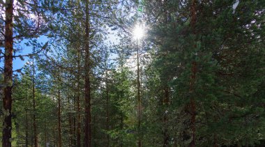 Kışın iğne yapraklı orman