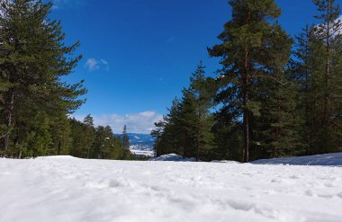 Kışın iğne yapraklı orman