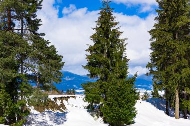 Kışın iğne yapraklı orman