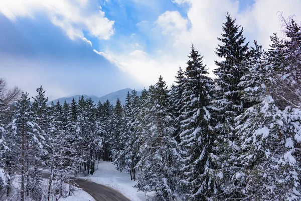 Floresta de coníferas no inverno — Fotografia de Stock