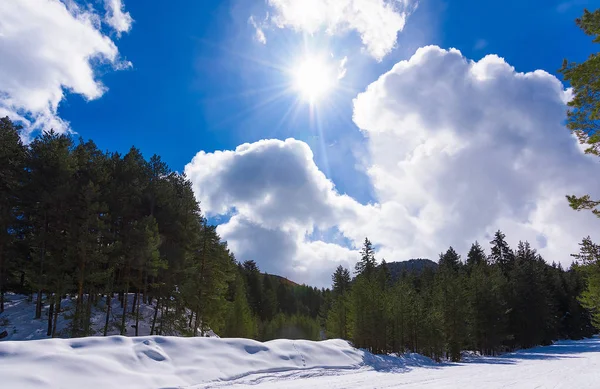 Coniferous forest in winter — Stock Photo, Image