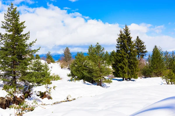 Coniferous forest in winter — Stock Photo, Image