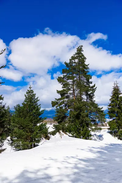 Floresta de coníferas no inverno — Fotografia de Stock