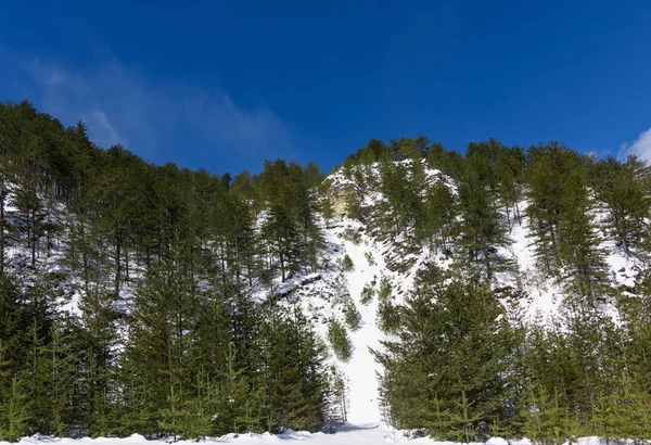 Precipício inverno conífera árvore — Fotografia de Stock