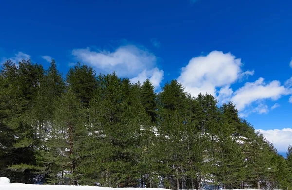 Cliff kış iğne yapraklı ağaç — Stok fotoğraf
