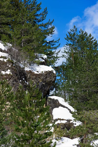 Precipício inverno conífera árvore — Fotografia de Stock