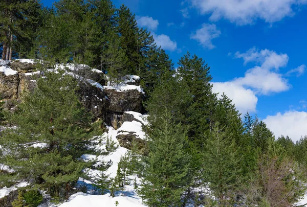 崖冬の針葉樹の木 — ストック写真