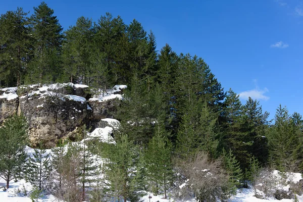 cliff winter coniferous tree