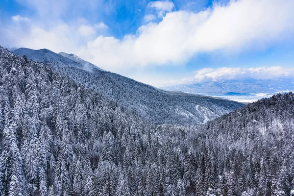 Nadelwald im Winter — Stockfoto