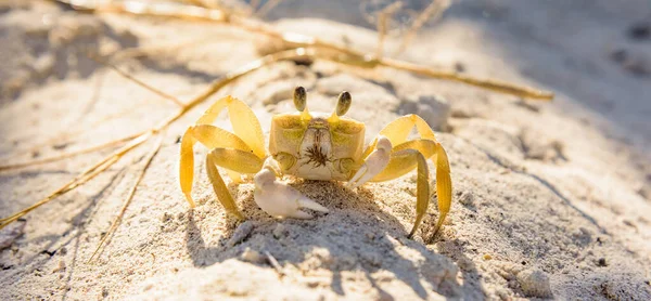 Mar assustado caranguejo amarelo — Fotografia de Stock