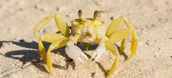 Mar assustado caranguejo amarelo — Fotografia de Stock