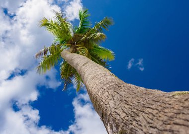 Mavi gökyüzüne karşı palmiye ağacı