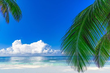 Mavi gökyüzüne karşı palmiye ağacı