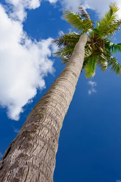 Palmboom tegen blauwe lucht — Stockfoto
