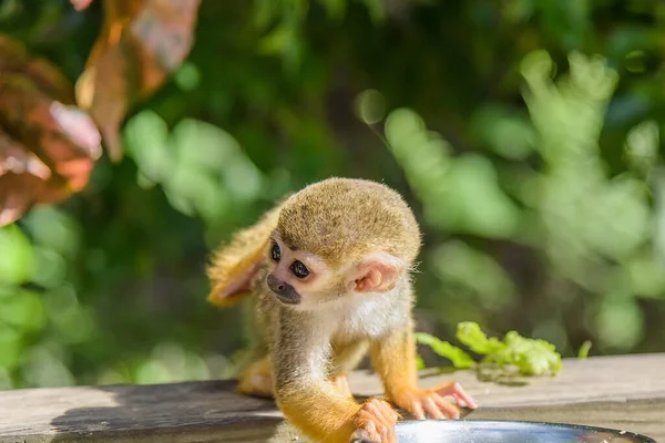 Małpa wiewiórka w parku — Zdjęcie stockowe