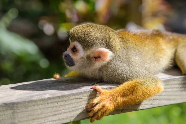 Eichhörnchen-Affe im Park — Stockfoto