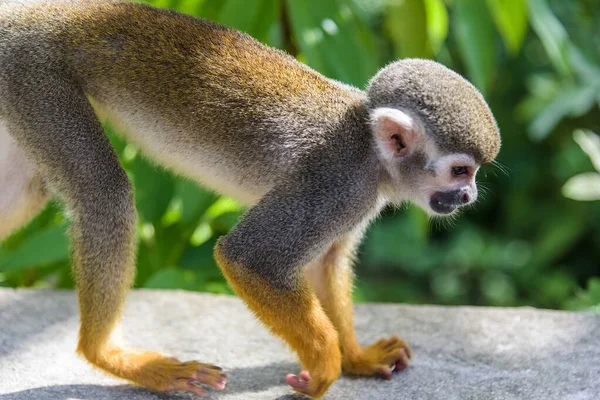 Eichhörnchen-Affe im Park — Stockfoto