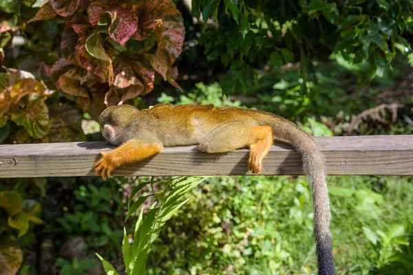 Mono ardilla en el parque — Foto de Stock