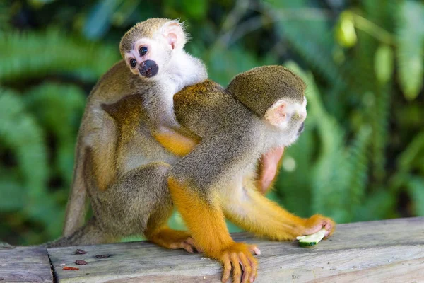 Squirrel monkey in the park — Stock Photo, Image